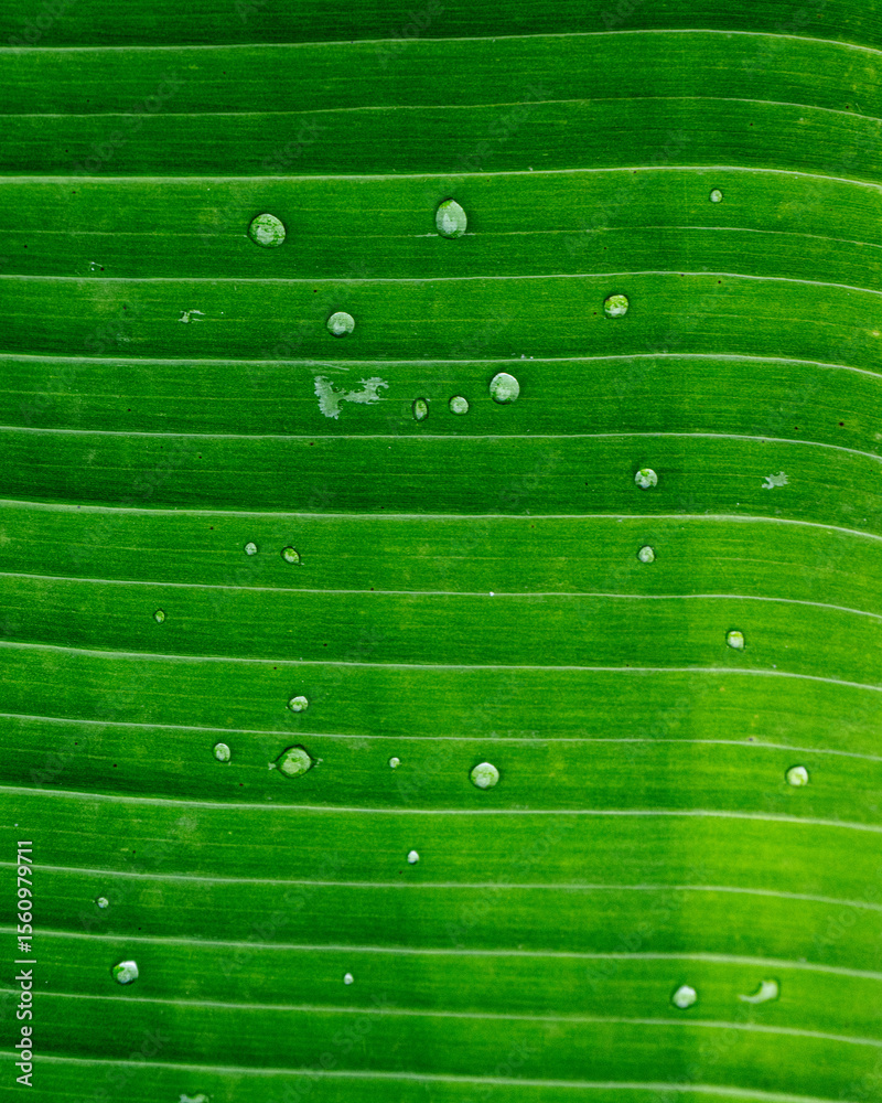 Φωτογραφία Close up of water droplets scattered across a vibrant green banana leaf with parallel veins