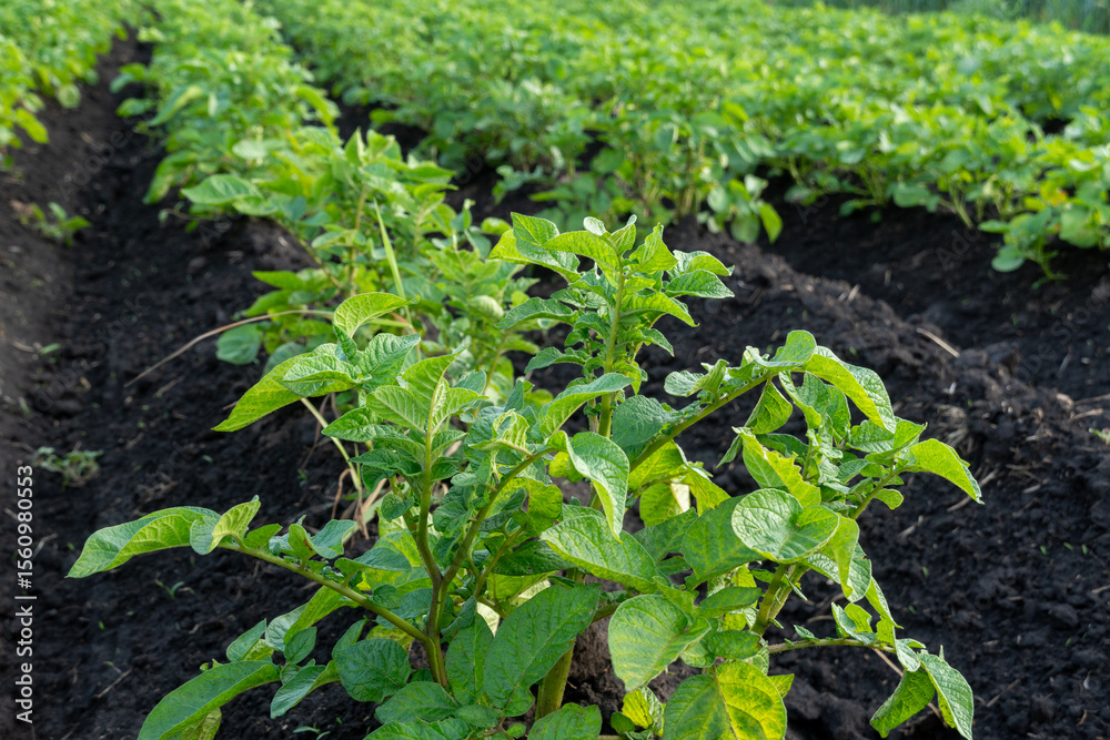 Obraz premium Green potato plants grow robustly in a fertile field, showcasing their vibrant leaves against rich, dark soil during the warm summer season