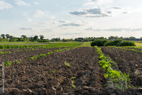 Cabbage seedlings are organized in neat rows across a spacious farm field. The sun shines down, illuminating the lush greenery and surrounding landscape