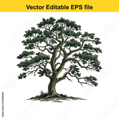 Detailed Botanical Illustration of a Lush Green Tree oak tree, water color,Showcasing its Intricate Branches, Dense Foliage, and Robust Trunk, Evoking a Sense of Nature's Enduring Beauty