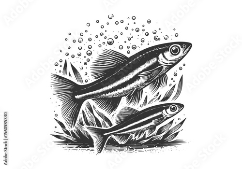Minnow Fish Engraved Hand Drawn Natural Illustration Vector Isolated by AZ for Books, Arts, Design and Decoration Graphic Asset