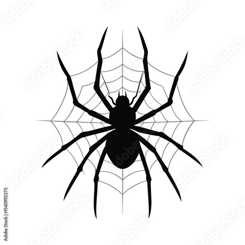 spider on a white background