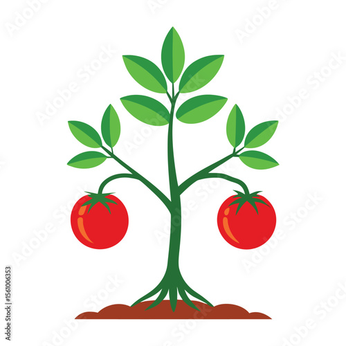 Vibrant green tomato plant with two ripe red tomatoes growing from its sturdy stalk in rich brown soil