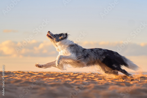 A Border Collie chases a frisbee across the sandy beach with determination during sunset. The dog's focused expression and the vibrant sky enhance the sense of action.