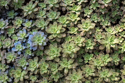 Full frame shot of Crassulaceae succulent plants growing in the garden. The Crassulaceae also known as the stonecrop family. photo
