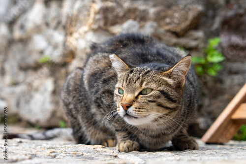 Wallpaper Mural A curious tabby cat sits attentively on a stone pavement with a blurred rock wall background, showcasing its natural beauty in an outdoor setting. Torontodigital.ca