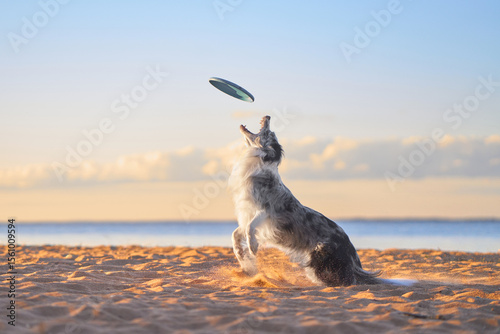 A Border Collie watches a frisbee in the early morning light on a sandy beach, surrounded by a tranquil setting. The dog's attentive posture and the soft dawn light create a peaceful scene.