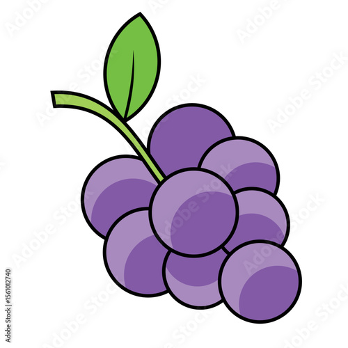 fresh grapes vector food illustration