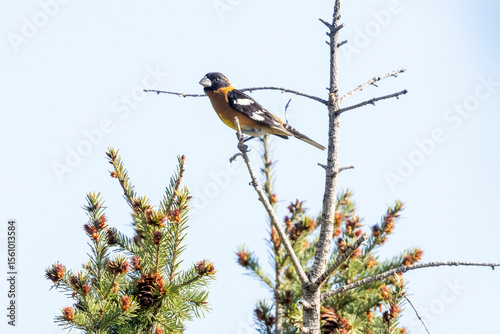 A wild black-headed grosbeak perched in a tree in a park in Colorado