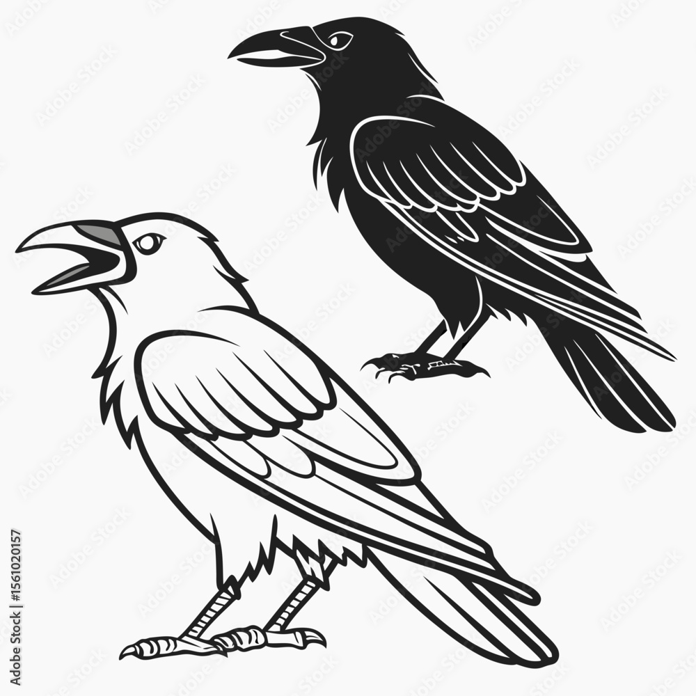 Fototapeta premium Black and white crows raven bird
