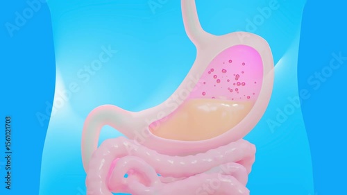 Stomach acid or reflux disease. Animation Seamless looping of Digestive System. Can be used in background elements related to medical or education. 3D Rendering. 