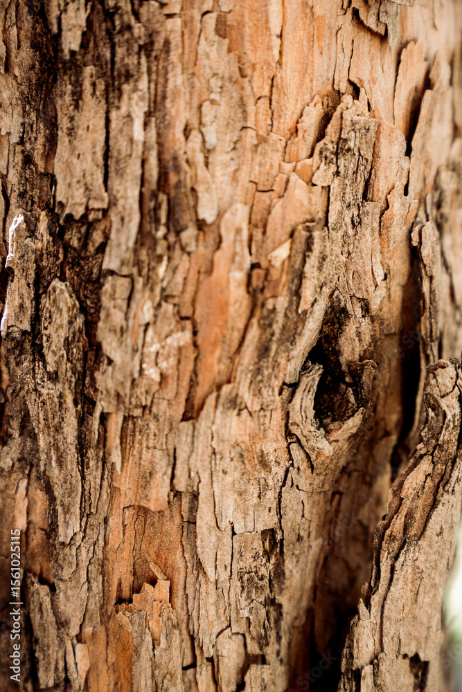 Obraz premium bark of a tree