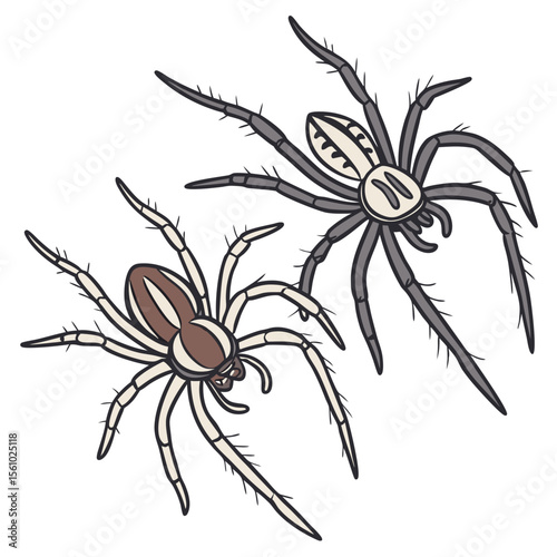 Two spiders with detailed legs arachnid insect