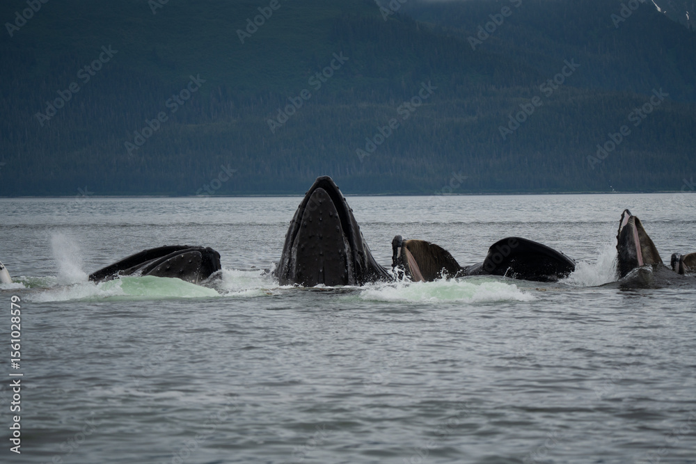 Fototapeta premium Humpback Whale feeding 1