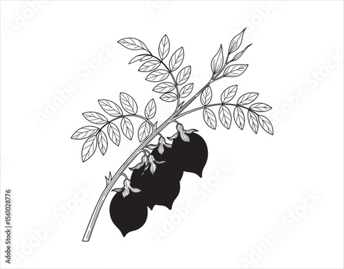 Fresh chickpeas. Green chickpeas attached to a twig with leaves. A key ingredient for recipes. Line drawing style. Vector illustration for design and decoration.