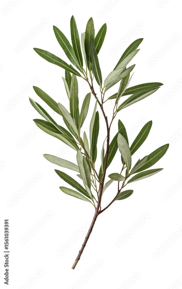 Fototapeta premium olive branch isolated on white background