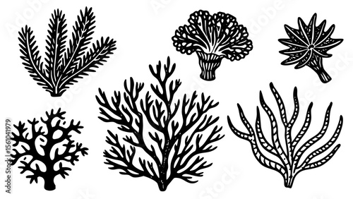 Collection of hand drawn black and white coral and seaweed illustrations