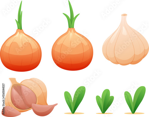 onion and garlic vector illustration