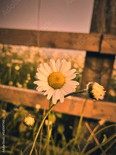 flowers on a wooden background
