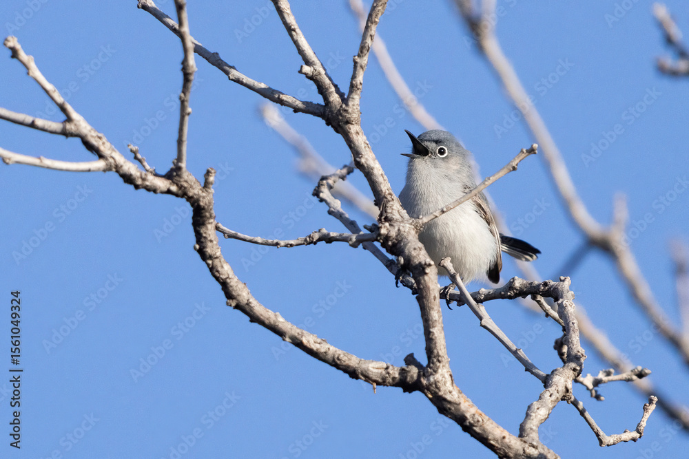 A wild blue-gray gnatcatcher perched in a tree in a park in Colorado. A wild blue-gray gnatcatcher perched in a tree in a park in Colorado.