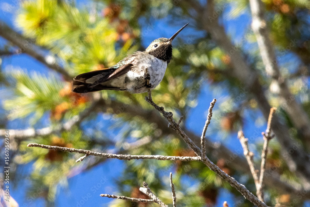 Obraz premium A wild broad-tailed hummingbird at a park in the Rocky Mountains of Colorado.