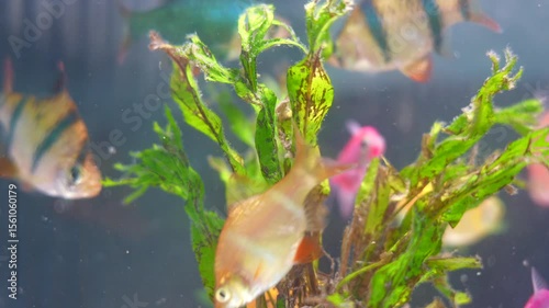 Goldfish or fish in aquarium
