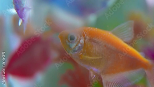 Goldfish or fish in an aquarium