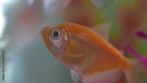Goldfish or fish in an aquarium