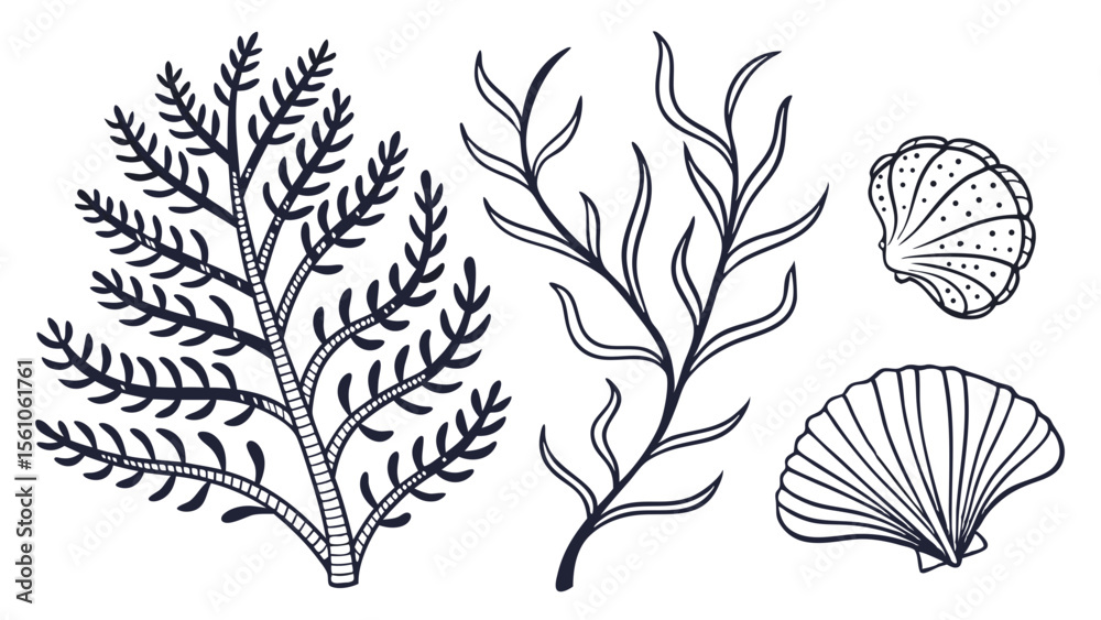 Fototapeta premium Collection of hand drawn marine life elements including seaweed and seashells