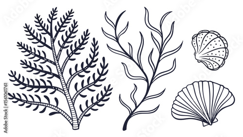 Collection of hand drawn marine life elements including seaweed and seashells