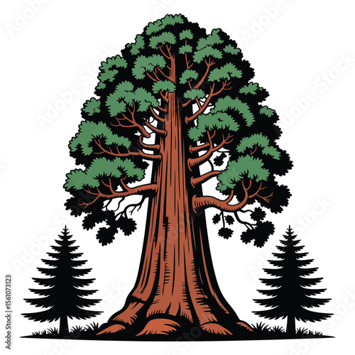 Bold outline of coast redwood tree illustration on white background

