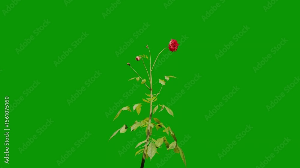 A single rose on green screen and red animated chromakey background figure illustration gesture emotion movement frame colorful composition elements scene creative depth expression