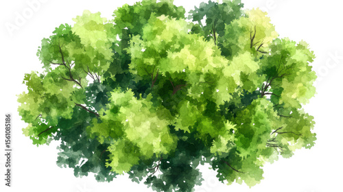 tree top view watercolor on white background