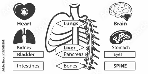 Medical Anatomy Icons – Vector Set of Human Organs Like Heart, Brain, Liver, and Kidney