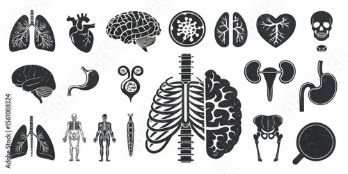 Flat Human Organ Icon Collection – Clean Line Illustrations for Medical and Biology Use