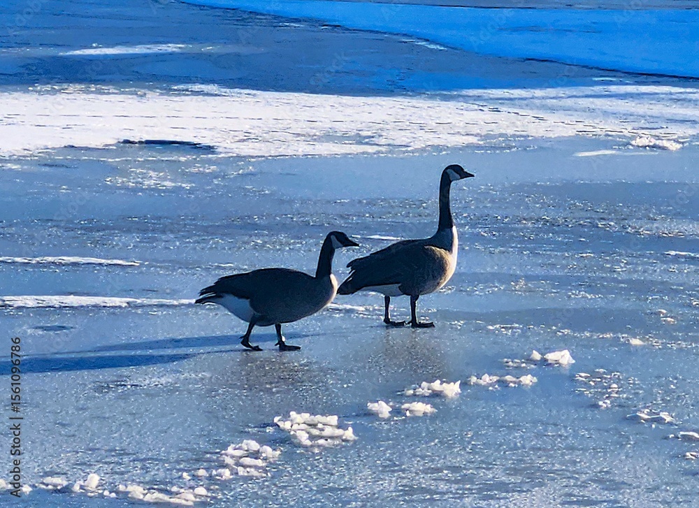 Fototapeta premium canada goose on the ice