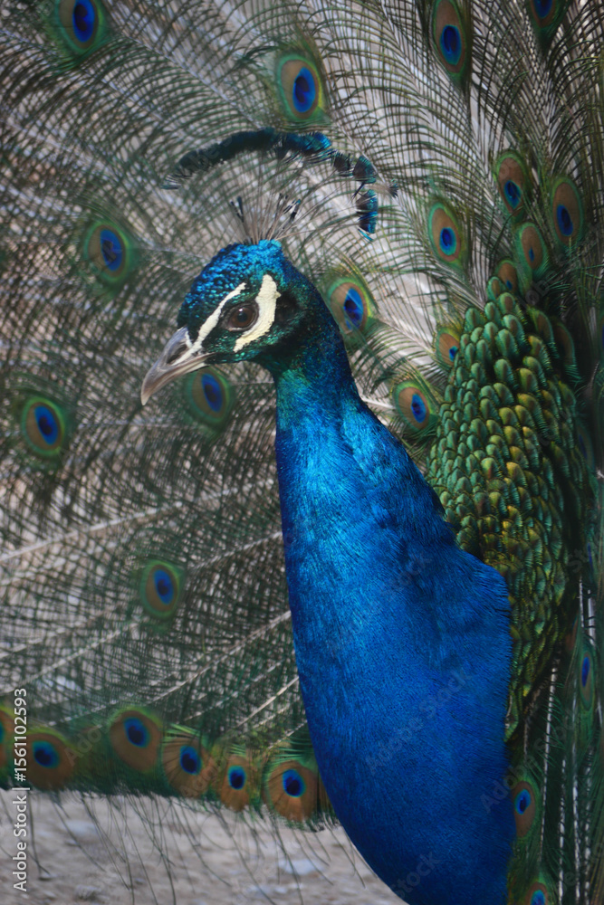 Obraz premium Colorful peacock displaying feathers in natural light