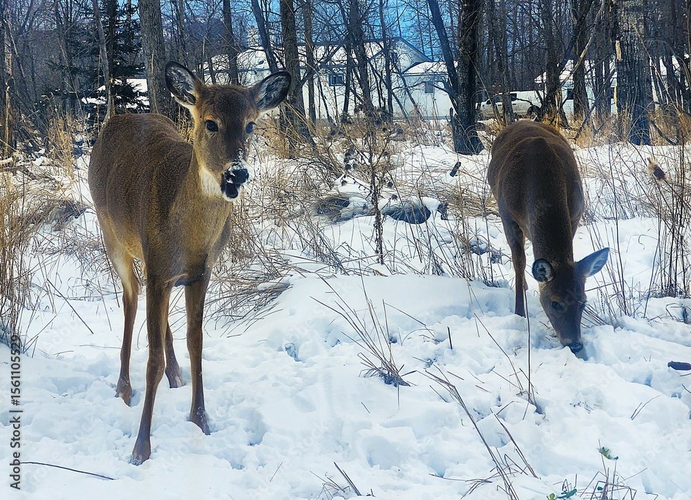 Obraz premium deer in the snow