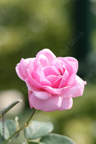Pink Rose - Bright Pink Rose flower (Rosa sp.) illuminated by the evening sun. Note the beautiful pink colored petals which unfold outwards, from a central axis.