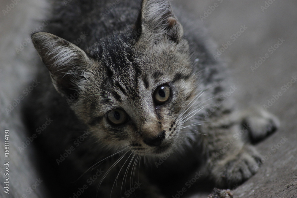 Obraz premium Tears and Moonlight