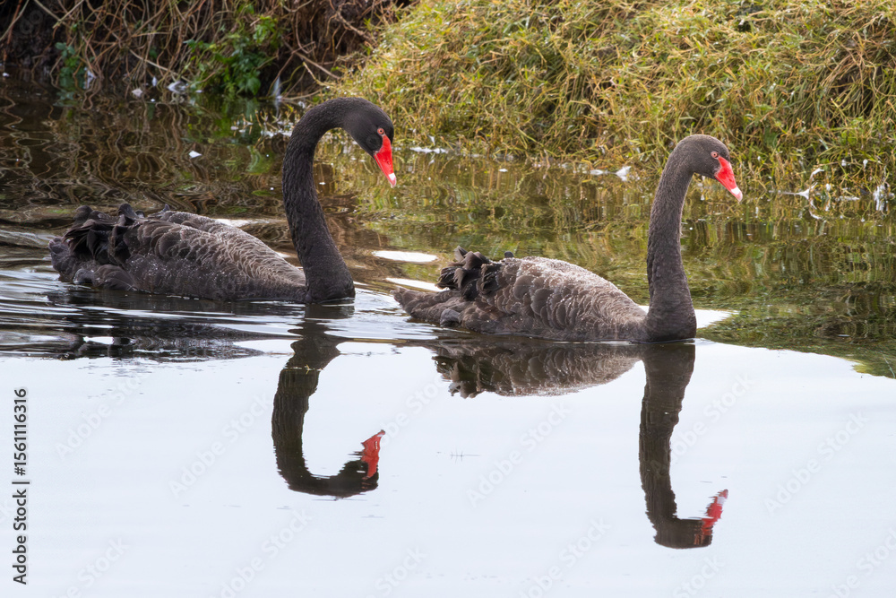Obraz premium Two Black Swans swimming in a lake