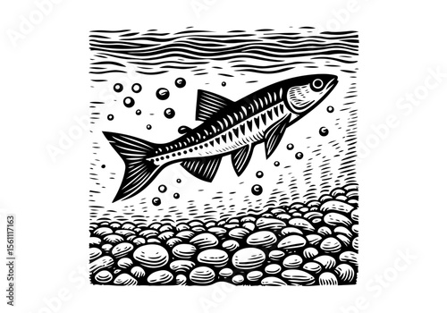 Minnow Fish Simple Hand Drawn Natural Illustration Stylized as Linocut Vector Isolated by AZ for Books, Arts, Design and Decoration Graphic Asset