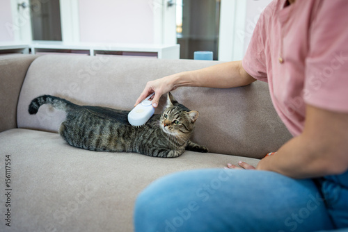 Employee at pet hotel brushes shy cat with steam comb on couch, massaging and detangling hair. Cat sniffs comb with distrust.. Feline care, grooming, removal brush, pet hotel services