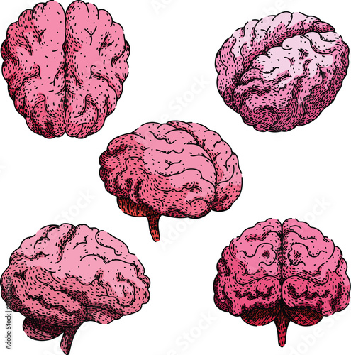 brain set sketch hand drawn vector