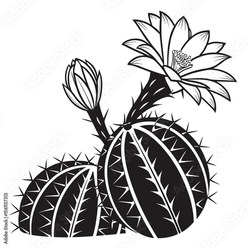 Stunning Black and White Cactus Illustration: Botanical Art Print