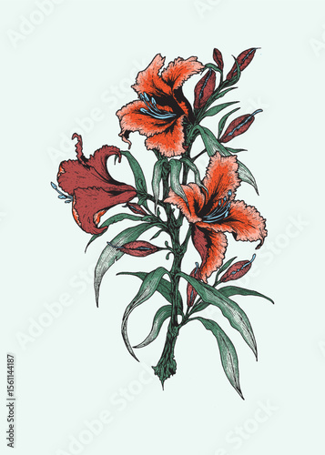 Vector image of a blooming orange hibiscus plant, perfect for floral and garden themed illustrations.