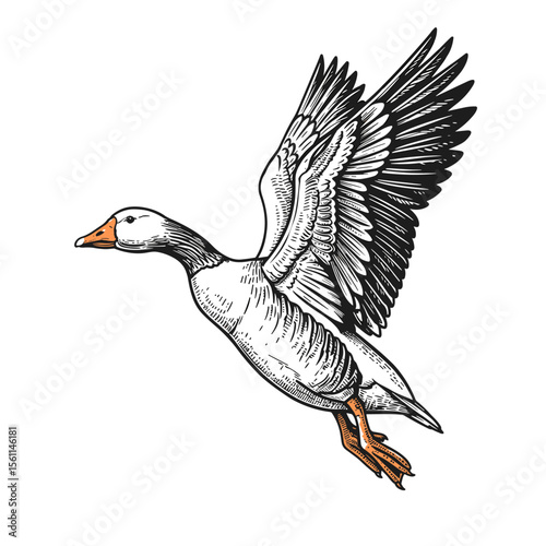 A flying goose with wings fully spread showcases detailed feathers and bold markings.