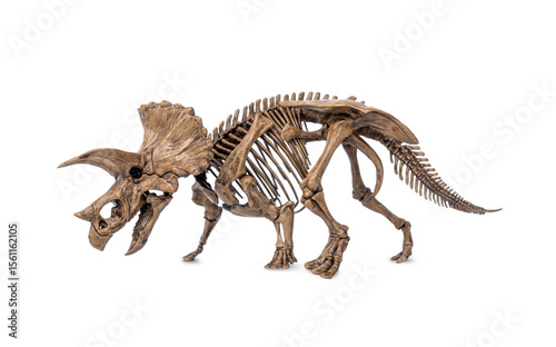 Fototapeta Naklejka Na Ścianę i Meble -  Complete fossil skeleton of dinosaur three horns Triceratops isolated on white background.