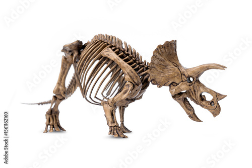 Complete fossil skeleton of dinosaur three horns Triceratops isolated on white background.