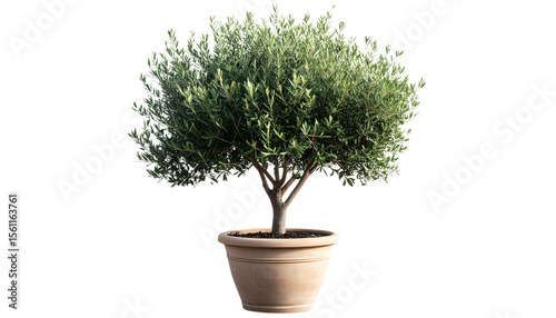 A Isolated Elegant Olive Tree in Rustic Pot isolated on transparent background